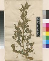 Filed as Ononis viscosa L. [family FABACEAE]