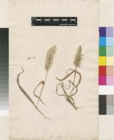 Lectotype of Cynosurus aureus L. [family POACEAE]