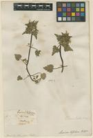 Filed as Lamium bifidum Cirillo [family LAMIACEAE]