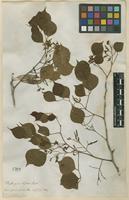 Filed as Dalbergia sissoo Roxb. ex DC. [family FABACEAE]
