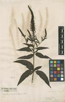 Filed as Veronica longifolia L. [family PLANTAGINACEAE]