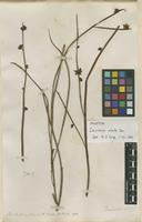 Holotype of Daviesia alata Sm. [family FABACEAE]