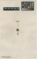 Filed as Saxifraga hypnoides L. [family SAXIFRAGACEAE]