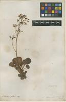 Filed as Saxifraga hirsuta L. [family SAXIFRAGACEAE]