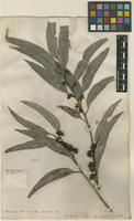 Filed as Eucalyptus saligna Sm. [family MYRTACEAE]