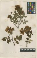 Filed as Rosa arvensis Huds. [family ROSACEAE]