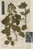 Filed as Rubus fruticosus L. [family ROSACEAE]