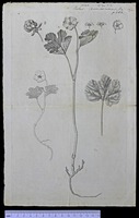Flora Danica plates (I:1)