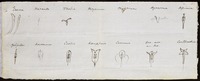 Drawings of 'Monandria' reproductive organs