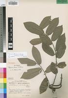 Paratype of Popowia chasei N. Robson [family ANNONACEAE]