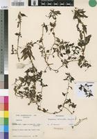 Paratype of Impatiens oreocallis Launert [family BALSAMINACEAE]