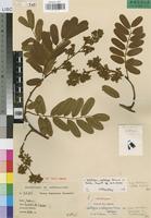 Holotype of Dalbergia malangensis P.Sousa [family LEGUMINOSAE-PAP]