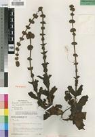 Paratype of Crassula nodulosa Schönland var. longisepala R.Fernandes [family CRASSULACEAE]