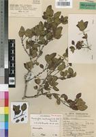 Paratype of Memecylon sessilicarpum R.Fernandes & A.Fernandes [family MELASTOMATACEAE]