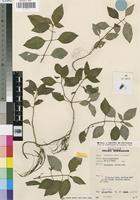 Paratype of Dissotis entii J.B.Hall [family MELASTOMATACEAE]