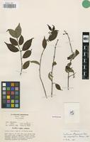 Isotype of Canthium oligocarpum Hiern subsp. angustifolium Bridson [family RUBIACEAE]