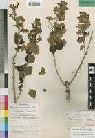 Holotype of Holmskioldia tettensis (Klotzsch) Vatke f. alba Moldenke [family VERBENACEAE]