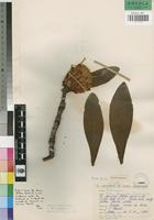 Isotype of Protea flavopilosa Beard. [family PROTEACEAE]