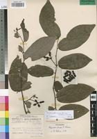 Paratype of Popowia chasei N. Robson [family ANNONACEAE]