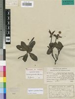 Isosyntype of Heinsia gossweileri Wernham [family RUBIACEAE]