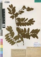 Isotype of Dalbergia malangensis P.Sousa [family LEGUMINOSAE-PAP]