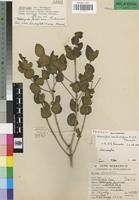 Paratype of Memecylon sessilicarpum R.Fernandes & A.Fernandes [family MELASTOMATACEAE]