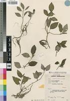 Isotype of Dissotis entii J.B.Hall [family MELASTOMATACEAE]