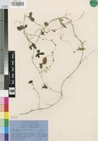 Paratype of Cucumis umbrosus Meeuse [family CUCURBITACEAE]