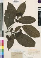 Isotype of Pavetta robusta Bremekamp [family RUBIACEAE]