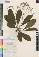 Isotype of Rauvolfia tchibangensis Pellegr. [family APOCYNACEAE]