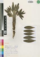 Paratype of Euphorbia wildii Leach [family EUPHORBIACEAE]