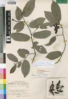 Paratype of Popowia chasei N. Robson [family ANNONACEAE]