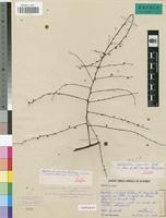 Isotype of Kolobopetalum mayumbense Exell [family MENISPERMACEAE]