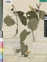 Isotype of Mussaenda nijensis R.D.Good [family RUBIACEAE]