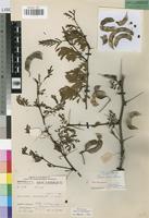 Isotype of Acacia torrei Brenan [family LEGUMINOSAE-MIM]