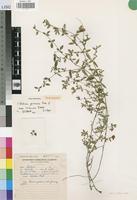 Isotype of Crotalaria gazensis Baker f. subsp. herbacea Polhill [family LEGUMINOSAE-PAP]