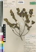 Paratype of Memecylon sessilicarpum R.Fernandes & A.Fernandes [family MELASTOMATACEAE]