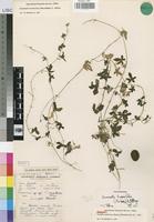 Paratype of Cucumis umbrosus Meeuse [family CUCURBITACEAE]