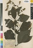 Isotype of Cyathula divulsa Suess. [family AMARANTHACEAE]