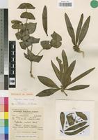 Lectotype of Euphorbia wildii Leach [family EUPHORBIACEAE]