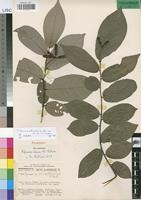 Paratype of Popowia chasei N. Robson [family ANNONACEAE]