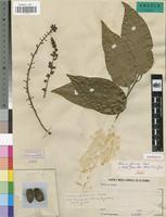 Isotype of Tiliacora gossweileri Exell [family MENISPERMACEAE]