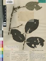 Isotype of Vangueriopsis gossweileri Robyns [family RUBIACEAE]