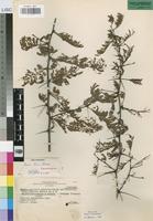 Isotype of Acacia torrei Brenan [family LEGUMINOSAE-MIM]