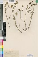Isotype of Lotus discolor E.Mey. subsp. mollis Gillett [family LEGUMINOSAE-PAP]