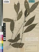 Isotype of Cassipourea carringtoniana Mendes [family RHIZOPHORACEAE]