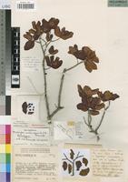 Holotype of Memecylon sessilicarpum R.Fernandes & A.Fernandes [family MELASTOMATACEAE]