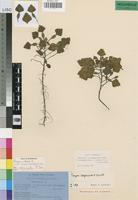 Paratype of Trapa insperata Vassiljev [family TRAPACEAE]