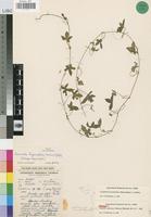 Paratype of Cucumis umbrosus Meeuse [family CUCURBITACEAE]
