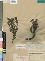 Isotype of Fadogia caespitosa Robyns [family RUBIACEAE]
